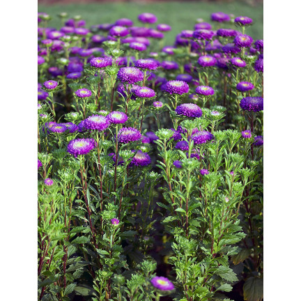 R4300 DUKE'S ASTER TALL ZEPHYR 1G SAMEN LILA UND WEISSE BLÜTEN