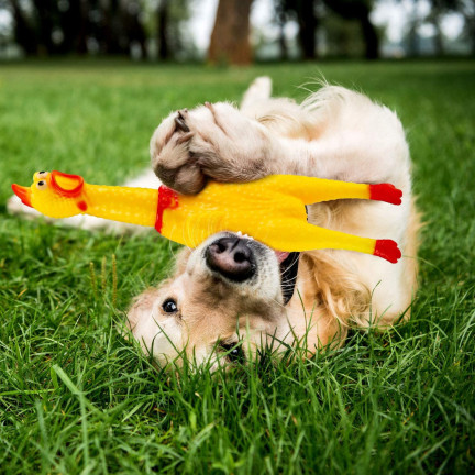 19035 GUMMI HUHN QUIETSCHEND HUND KAUEN SPIELZEUG