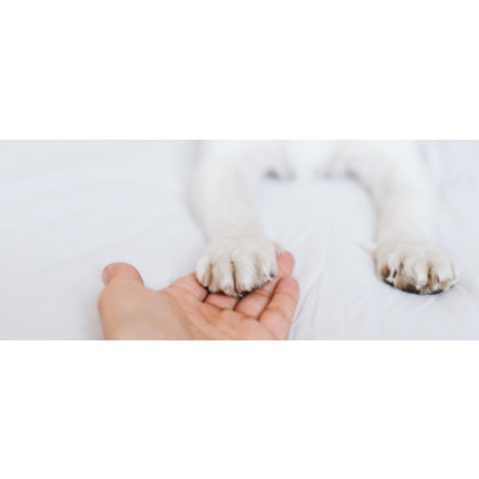 XA153 HUNDEKRALLENSCHERE KATZENKRALLEN TIERKRALLEN
