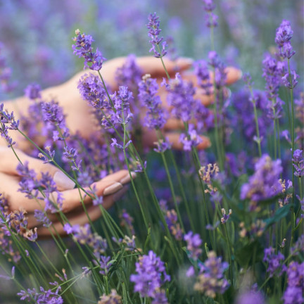 SUM13 Lavendel-Dünger, Sumin-Dünger 1 kg, üppige Blüte, reichhaltige Zusammensetzung, Lavendel-Düngung