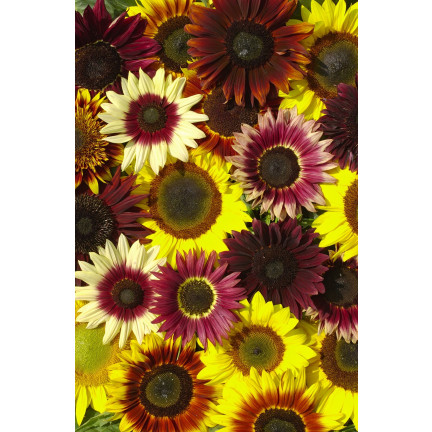 R4232 ZIERSONNENBLUMENMISCHUNG MULTISTEM-SAATGUT 2G EINJÄHRIGE TRAUBENPFLANZE