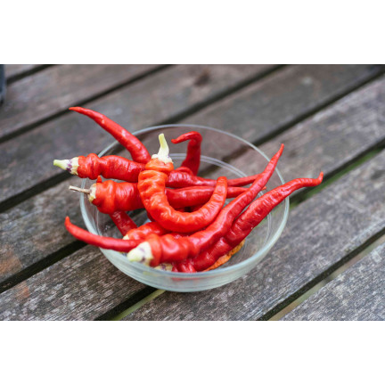 W1137 DE CAYENNE HOT CHILLI PFEFFERSAMEN WÜRZIG 0,5G