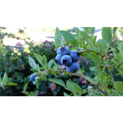 Organischer Dünger, Granulatdünger für Blaubeeren, organisch, 1 kg, Sumin