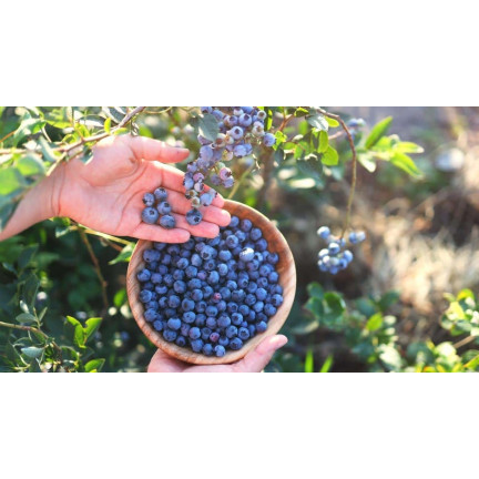 SUM12 Dünger für Heidelbeeren, Sumin, 1 kg, optimale Zusammensetzung, zur Düngung von Heidelbeeren