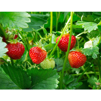 Organischer Dünger für Erdbeeren und Himbeeren, natürlich, BIO, Granulat, Biovita, 3 kg