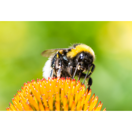 SUM36 BIOPOLIN 10ML SUMIN LOCKT BIENEN HUMMELN LANGWIRKEND
