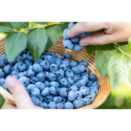 Organischer Dünger für Heidelbeeren, Granulat für Heidelbeeren, BIO, natürlich, Biovita 3 kg