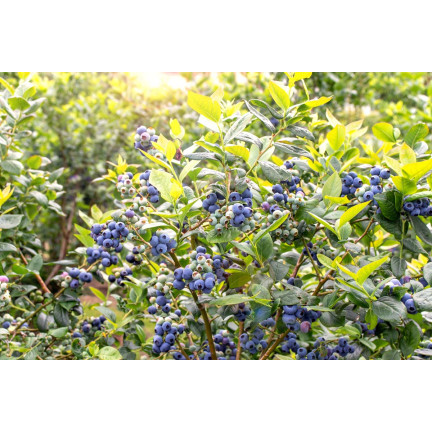 Löslicher Dünger für Heidelbeeren, „Moc obfitości“ 250 g, Heidelbeere