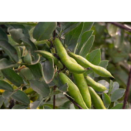W1006 SEEDS WINDSOR WHITE BROAD BEAN MEDIUM EARLY VERY PROLIFIC 50G