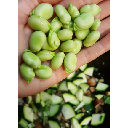 W1006 SEEDS WINDSOR WHITE BROAD BEAN MEDIUM EARLY VERY PROLIFIC 50G