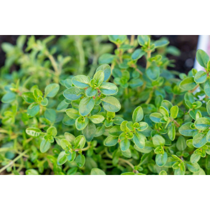Z3035 THYMIAN ECHTES KRAUT SAMEN GEWÜRZT AROMATISCH 0,3G