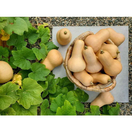Z3036 Kürbiskerne BUTTERNUSS-GEMÜSE-SAMEN GETRÄNKE