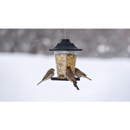 Winterfutter für Wildvögel, Samen-Korn-Mischung, Futtermischung, Eimer 730g