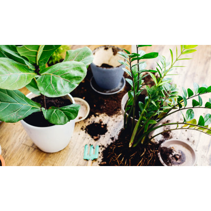 BIO6 UNIVERSAL ERDE 10L FÜR GRÜNPFLANZEN BLUMEN BIOVITA
