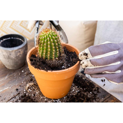 BIO10 ERDE FÜR KAKTEEN UND SUKKULENTEN ALOE VERA DURCHLÄSSIG 5L