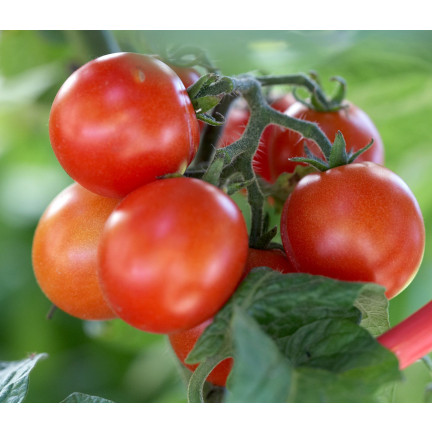 Organischer Dünger für Tomaten, BIO-Granulat, natürlich, Biovita 3 kg