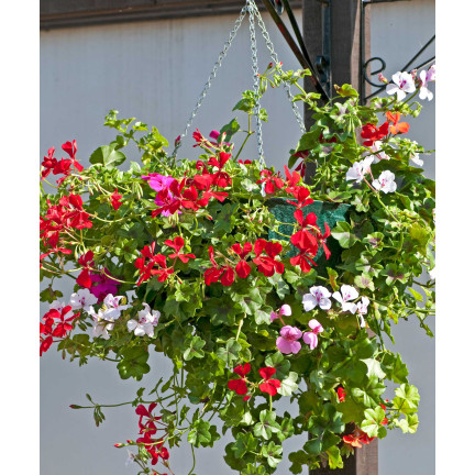 Hängende Pelargonie „Speedy Mix“, Pelargonium peltatum F2-Hybriden, 10 Samen