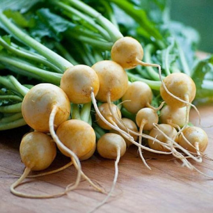 Speiserübe „Goudball“, Rübensamen, gelb, süßliches Fruchtfleisch, Toraf, 10 g
