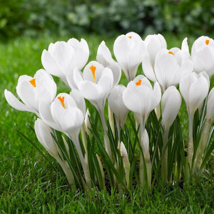 CEB11 KROKUS JEANNE D'ARC WEISSE BLUMENZWIEBELN 50 STK.