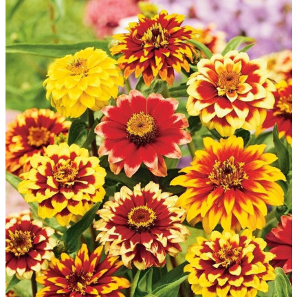 R2069 PERSIAN CYNIA SEEDS MIX COLOURFUL FLOWERS für Schnittblumen