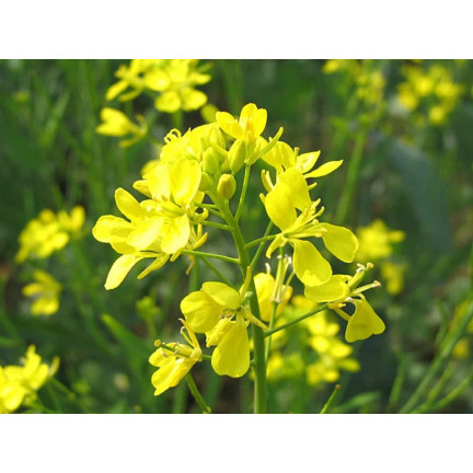 Z5918 Sareps-Senf 1000 g