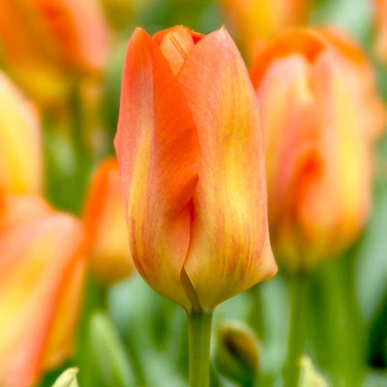 CEB13 TULPENZWIEBEL ORANGE BLUMENZWIEBEL 