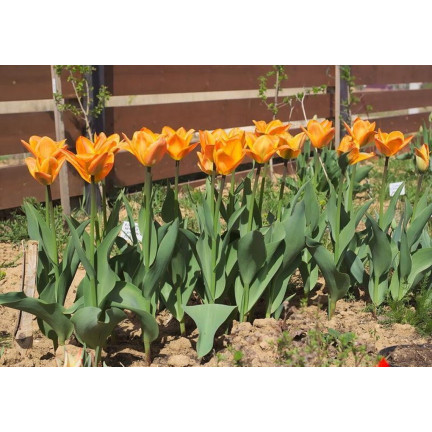 CEB13 TULPENZWIEBEL ORANGE BLUMENZWIEBEL 