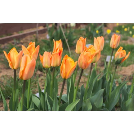 CEB13 TULPENZWIEBEL ORANGE BLUMENZWIEBEL 