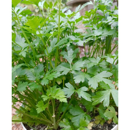W3754 PETERSILIE GIGANTE D'ITALIA 2G SAMEN HOCHERGIEBIG AROMATISCH