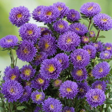 R4300 DUKE'S ASTER TALL ZEPHYR 1G SAMEN LILA UND WEISSE BLÜTEN