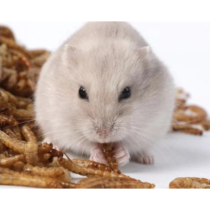 Getrocknete Mehlwurmlarven für Vögel, proteinreiches Futter, 125 g
