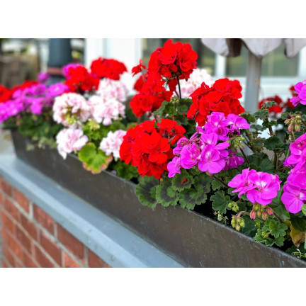 Beet-Geranien-Mischung, Pelargonium zonale, Geraniensamen-Mischung
