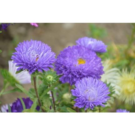 R4300 DUKE'S ASTER TALL ZEPHYR 1G SAMEN LILA UND WEISSE BLÜTEN