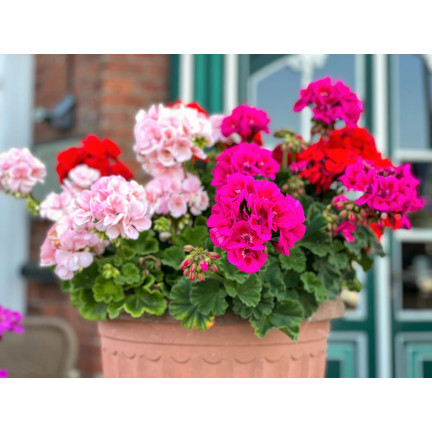 Beet-Geranien-Mischung, Pelargonium zonale, Geraniensamen-Mischung