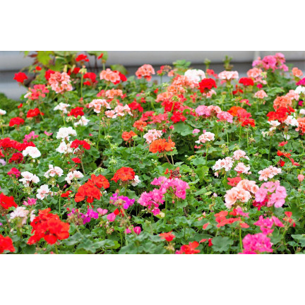 Beet-Geranien-Mischung, Pelargonium zonale, Geraniensamen-Mischung