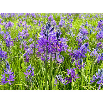 Kamasja, Camassia esculenta „Quamash“, Blumenzwiebeln, Größe 5/6, 50 Stück.