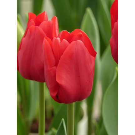 CEB12 TULIPAN BLOOMS CEB12 TULIPAN BLOOMS CEB12 TULIPAN BLOOMS CEB12 TULIPAN BLOOMS CEB12 TULIPAN BLOOMS CEB12 TULIPAN BLOOMS rot 