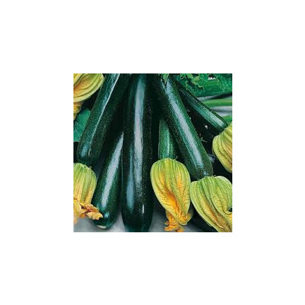 W1032 SCHWARZE SCHÖNHEIT Cucurbita pepo L. 5G