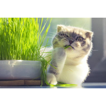 Katzengras, Grassamenmischung, Kici Mix, Toraf 30 g