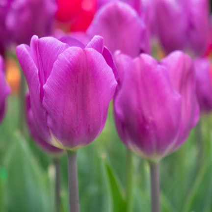 Tulpe „Purple Flag“, Tulpenzwiebeln, Blumenzwiebeln, Größe 9/10, 50 Stück