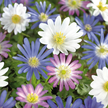Anemone „Blanda Mixed“, Anemonen-Blumenzwiebeln, Größe 4/5, 50 Stück.