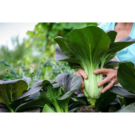 W3779 CHINESISCHER PAK CHOI KOHL 1G CHINESISCHE KOHLSAMEN TORAF