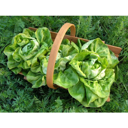 Winterfester Kopfsalat, Sorte „Humil“, Salatsamen, Toraf, 1 g