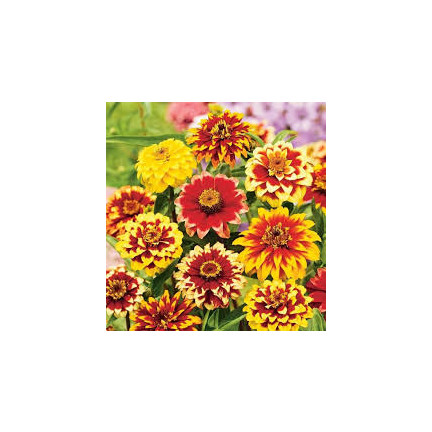 R2069 PERSIAN CYNIA SEEDS MIX COLOURFUL FLOWERS für Schnittblumen