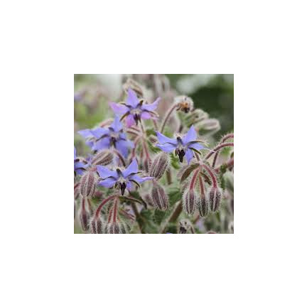 Z3025 BORAGE EINJÄHRIGE GURKE GESCHMACK VIT C MANGAN BORAGO OFFICINALIS 2G