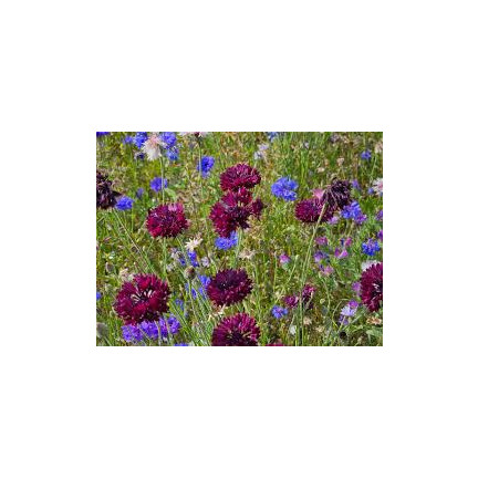 R2068 BABER FLOWER MIX Saatgut, essbare Blumen COLOURFUL MISSILE