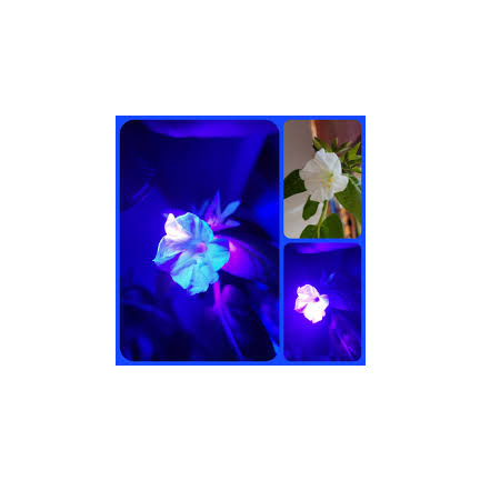 R2093 RIDDLER 2G Samenblumen TORAF mehrfarbig Blumenbeete fluoreszierende Farbe