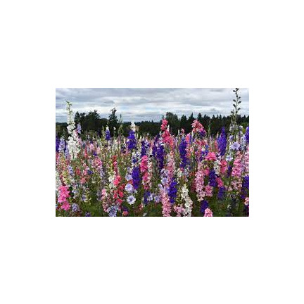 R2801 GARTEN STECHPALME VOLL MIX SOMMER STECHPALME BLUMEN 1G SAMEN
