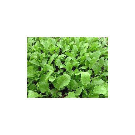 Z3018 MAJORAN KRÄUTERSAMEN AROMATISCHE BEILAGE 1G
