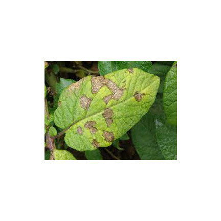 SUM37 Help Plant B Bor-Mangelspray 20 ml, Bekämpft die Krautfäule